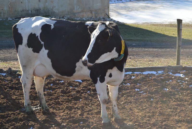 Cow